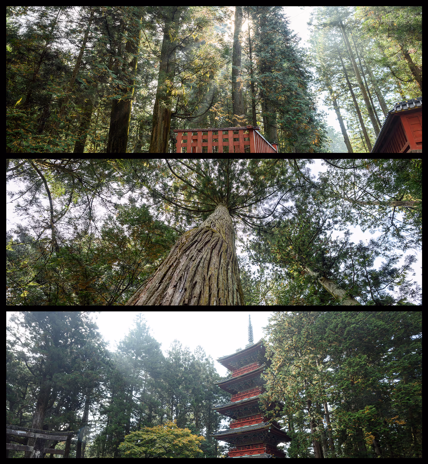Three-panel collage showing tall trees in a forest with sunlight, upward view of tree trunks and leaves, and a red multi-tiered pagoda surrounded by greenery.