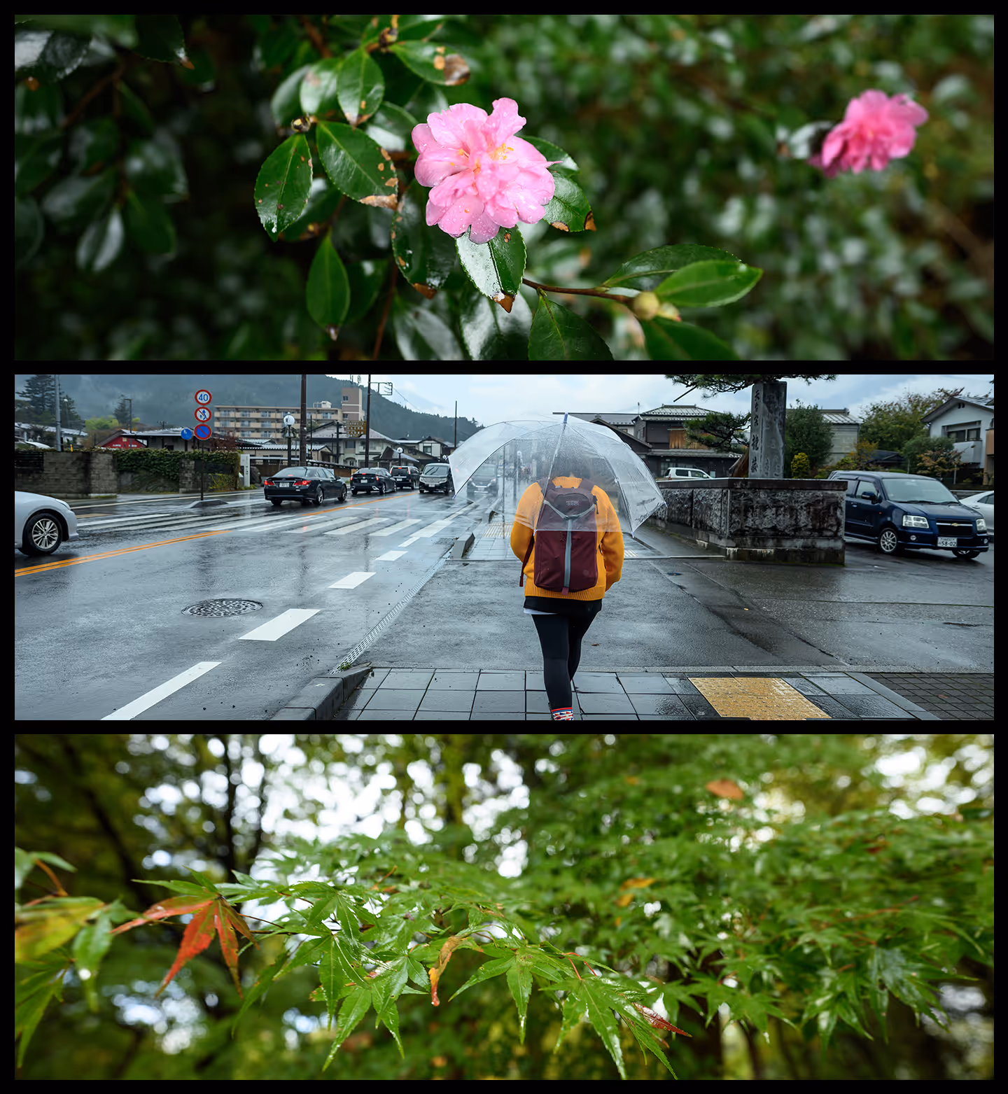 Collage of images depicting a pink flower on green leaves, a person with a backpack walking under a transparent umbrella on a wet street, and green maple leaves with hints of red, all in rainy weather.