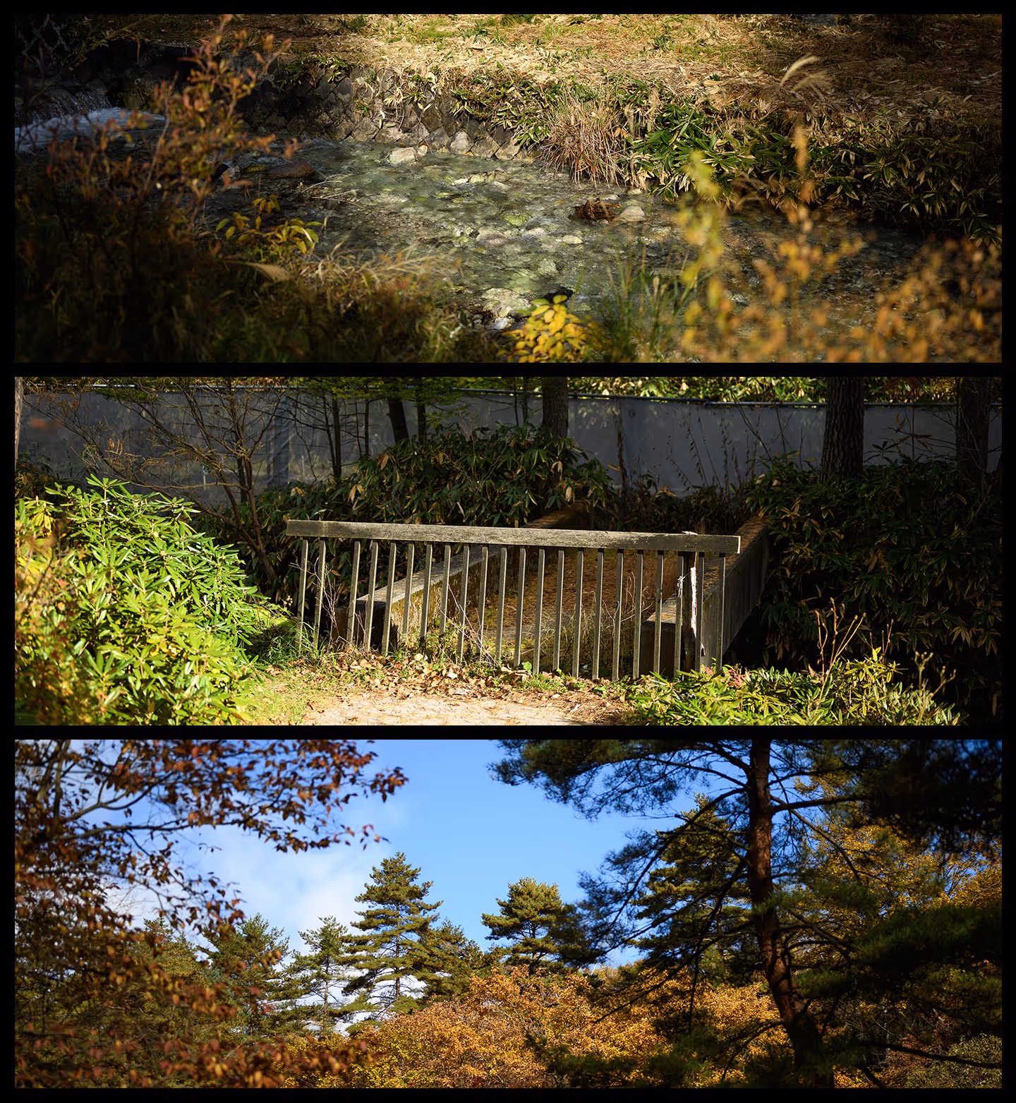 Triptych of a serene forest scene with a shallow rocky stream, a small wooden bridge surrounded by green bushes, and tall pine trees under a clear blue sky 