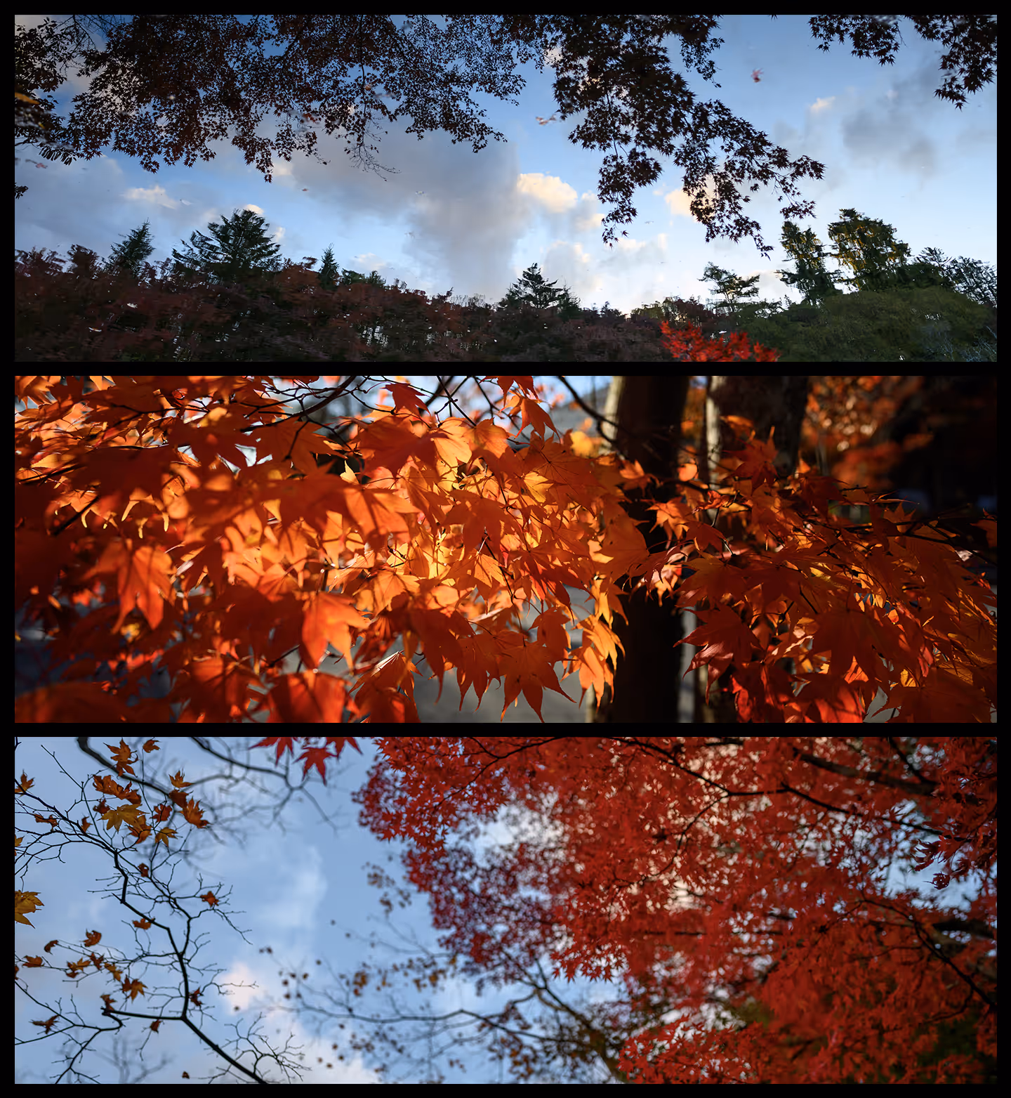 Three autumn scenes showing colored leaves and trees against a blue sky with clouds.